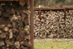 Pădurari bătuți de hoții de lemne: un tânăr a fost reținut. Ministrul Mediului a reacționat dur la aflarea acestui caz