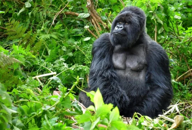 Fatou, cea mai bătrână gorilă din lume care trăiește în captivitate, sărbătorită la Zoo Berlin
