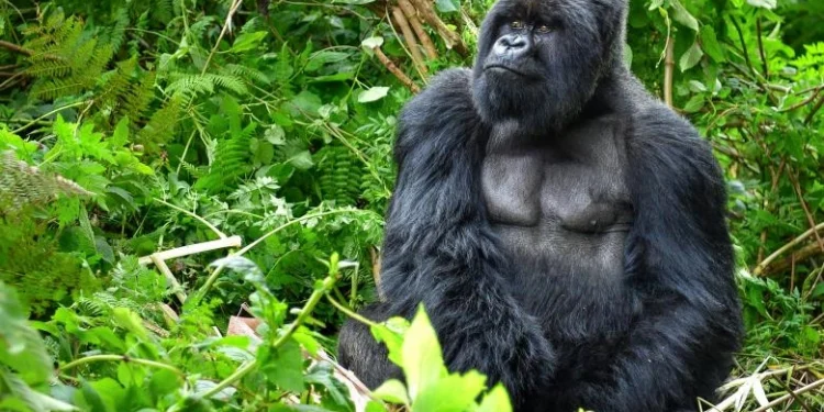 Fatou, cea mai bătrână gorilă din lume care trăiește în captivitate, sărbătorită la Zoo Berlin